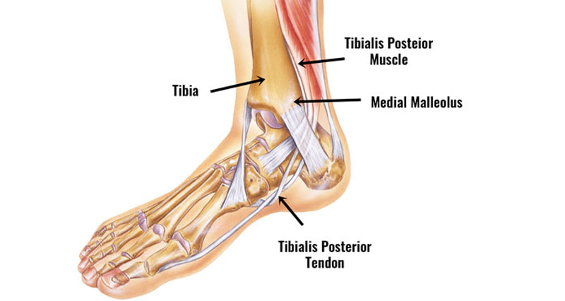 tibial posterior