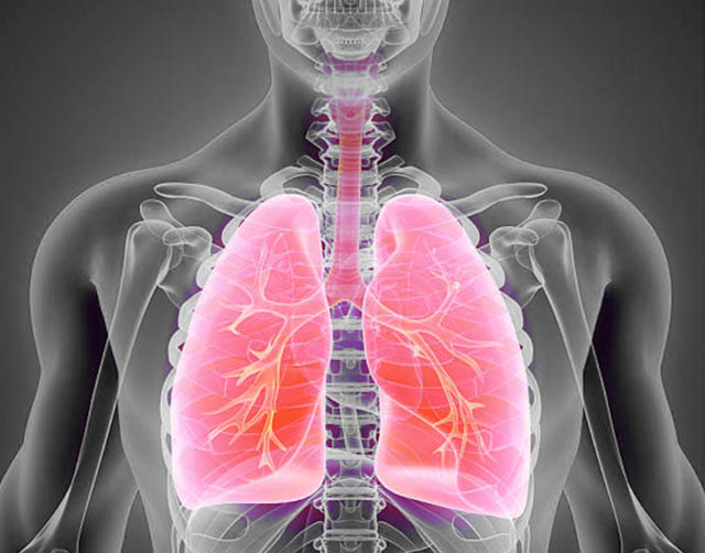 sistema respiratorio, pulmones, respiración