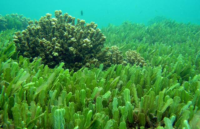 alga espirulina suplemento