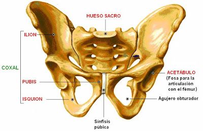 La cintura pélvica: definición y ejercicios de fortalecimiento y movilidad  de la pelvis