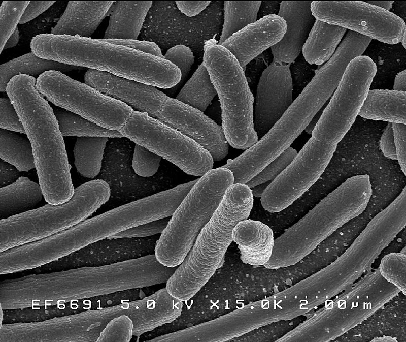 The gut microbiota: the treasure of your health